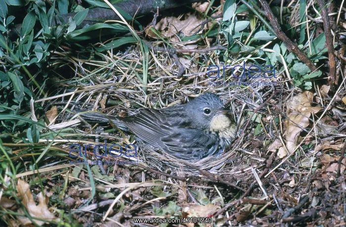 : Kirtland's Warbler : Kirtland's Warbler