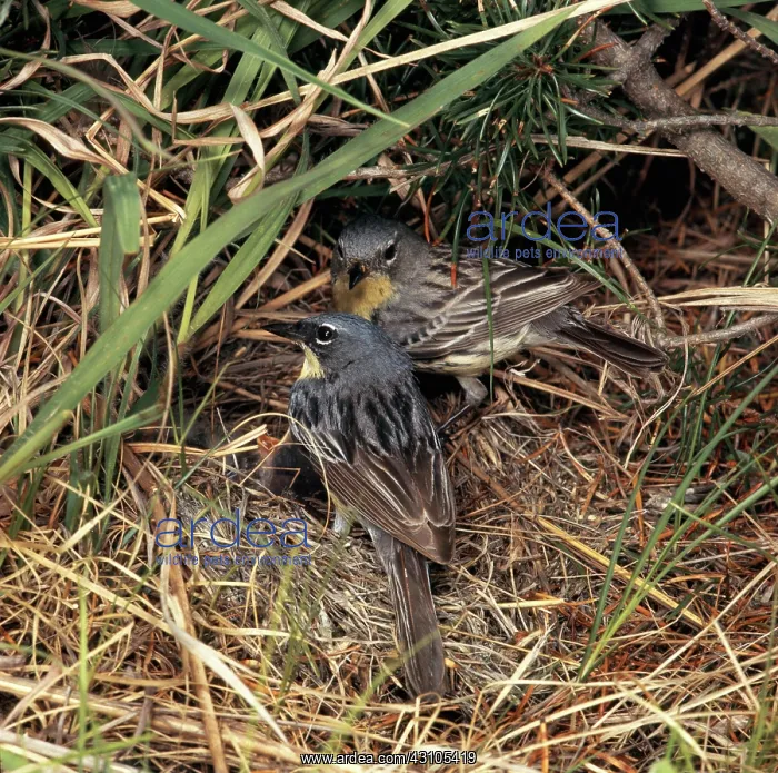 : Kirtland's Warbler : Kirtland's Warbler