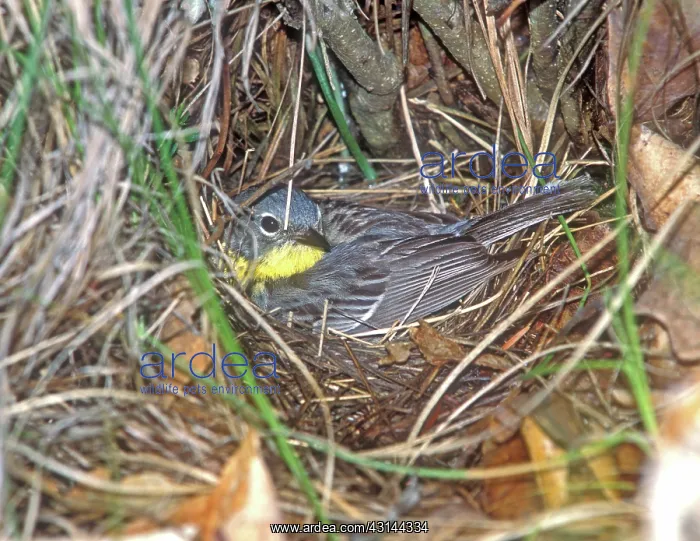 : Kirtland's Warbler : Kirtland's Warbler