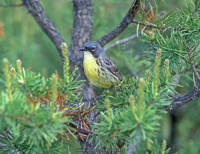 : Kirtland's Warbler : Kirtland's Warbler