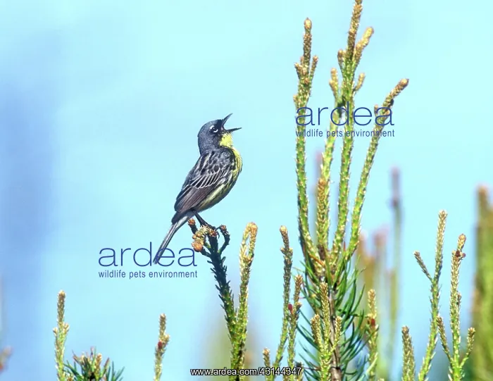 : Kirtland's Warbler : Kirtland's Warbler