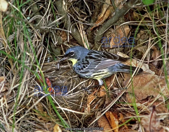 : Kirtland's Warbler (Dendroica kirtlandi) : Kirtland's Warbler (Dendroica kirtlandi)