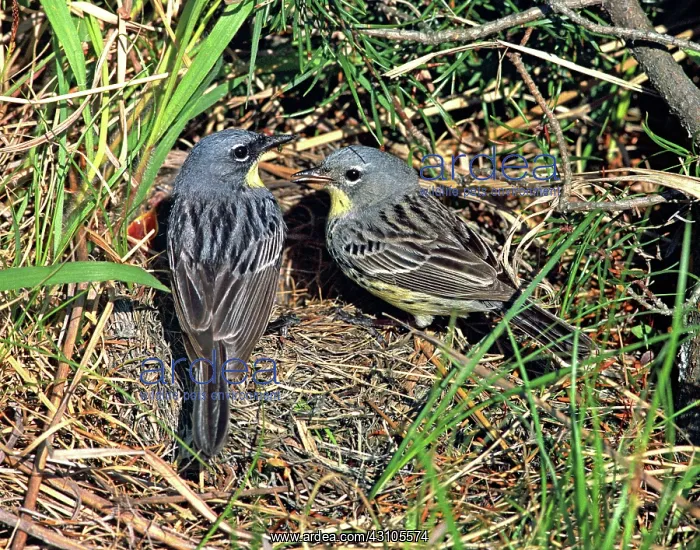 : Kirtland's Warbler (Dendroica kirtlandi) : Kirtland's Warbler (Dendroica kirtlandi)