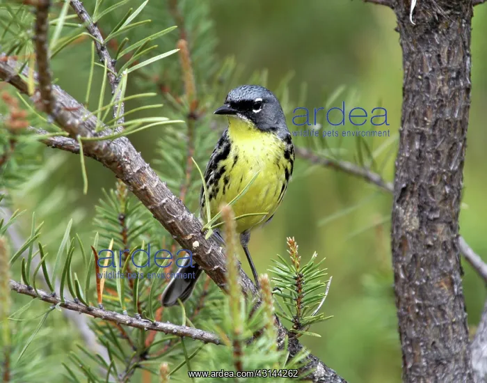 : Kirtland's Warbler (Dendroica kirtlandi) : Kirtland's Warbler (Dendroica kirtlandi)