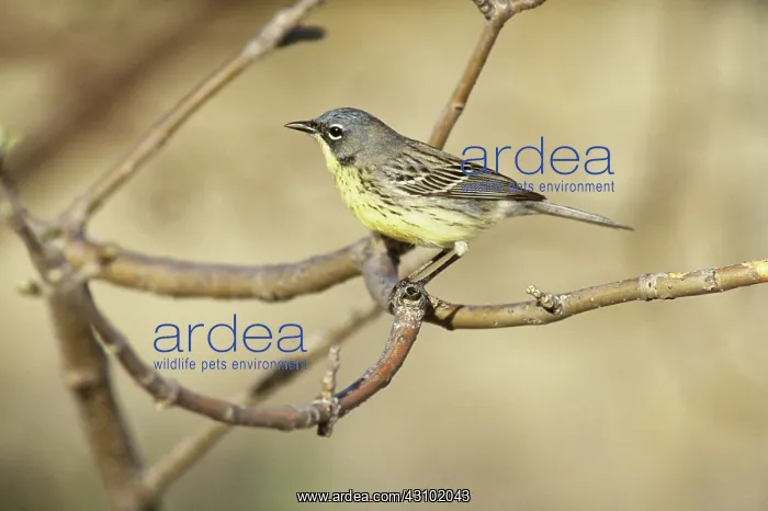 : Kirtland's Warbler (Dendroica kirtlandii) : Kirtland's Warbler (Dendroica kirtlandii)