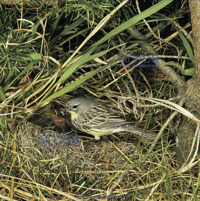 : Kirtland's Warbler at nest : Kirtland's Warbler at nest