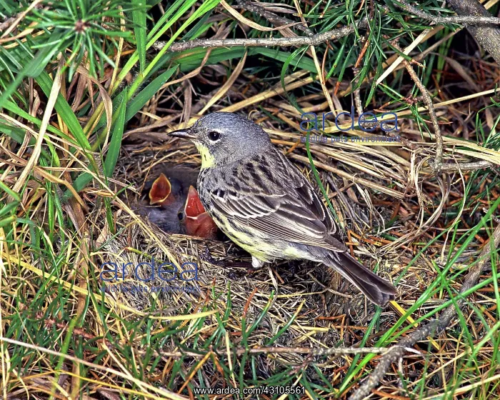 : Kirtland's Warblers (Dendroica kirtlandi) : Kirtland's Warblers (Dendroica kirtlandi)