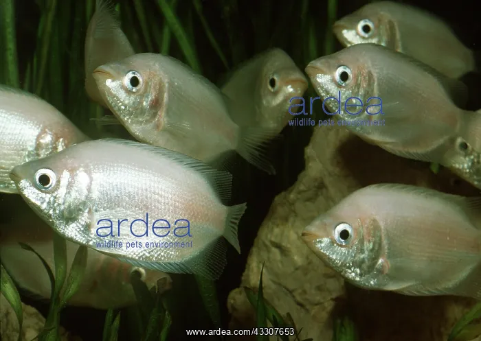 : KISSING GOURAMI : KISSING GOURAMI