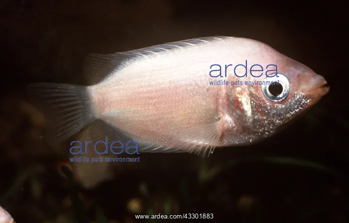 : KISSING GOURAMI FISH : KISSING GOURAMI FISH