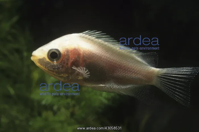 : Kissing gourami suffering from tuberculosis : Kissing gourami suffering from tuberculosis