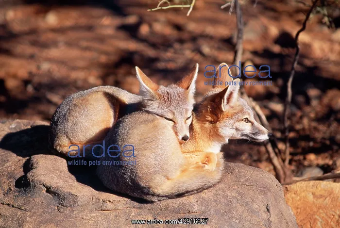  : Kit FOX - two