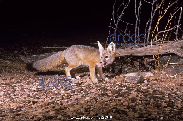 : KIT FOX (Vulpes macrotis)