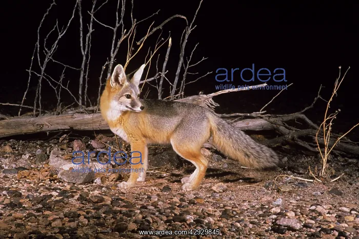  : KIT FOX (Vulpes macrotis)