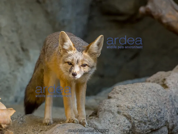  : Kit fox (Vulpes macrotis). Small desert fox found