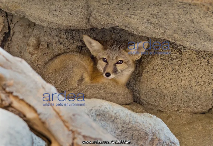 : Kit fox (Vulpes macrotis) tucked into cleft of rock : Kit fox (Vulpes macrotis) tucked into cleft of rock