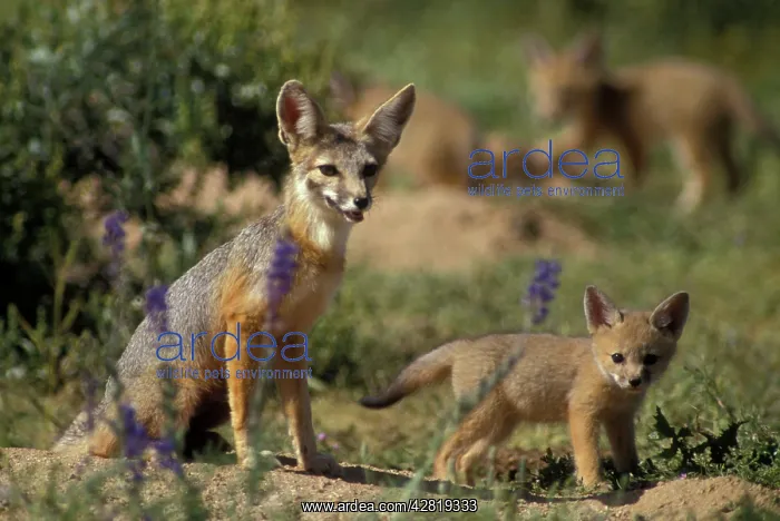 : Kit Fox - with young : Kit Fox - with young