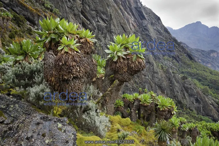 : Kitandara Valley, Rwenzori, Uganda : Kitandara Valley, Rwenzori, Uganda