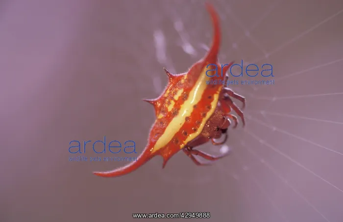 : Kite spider - In web : Kite spider - In web