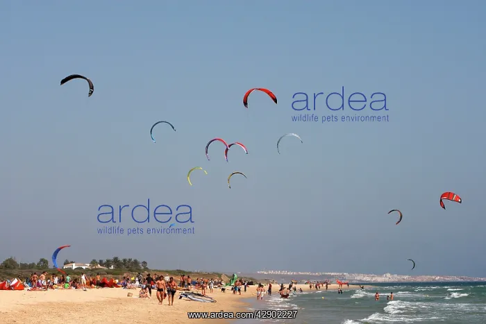 : Kite surfers - on the beach of Tarifa : Kite surfers - on the beach of Tarifa