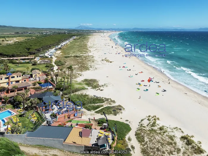 : Kite surfers at the Los Lances beach near Tarifa : Kite surfers at the Los Lances beach near Tarifa