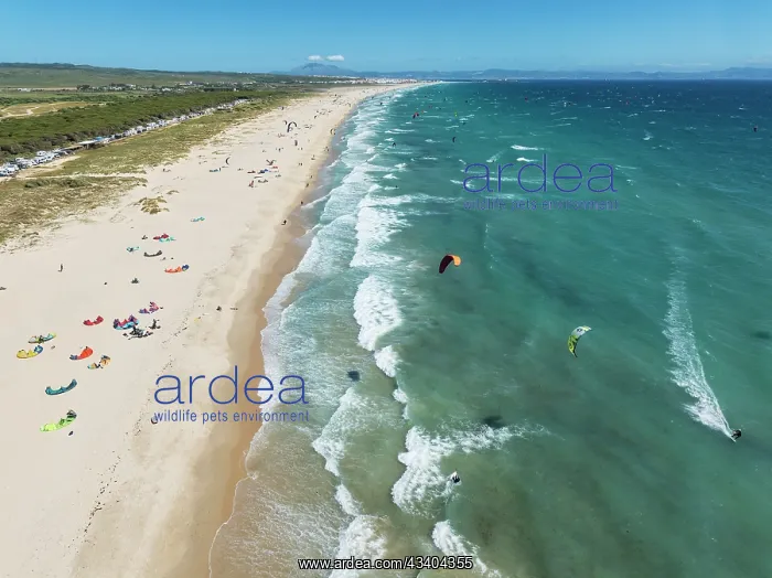 : Kite surfers at the Los Lances beach near Tarifa : Kite surfers at the Los Lances beach near Tarifa