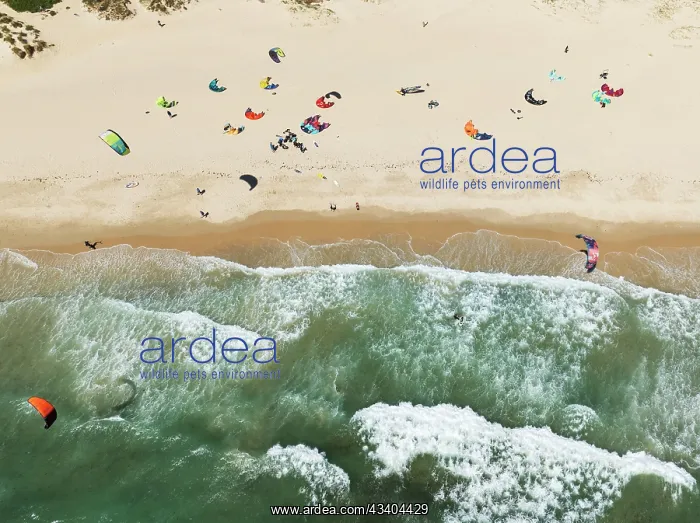 : Kite surfers at the Los Lances beach near Tarifa : Kite surfers at the Los Lances beach near Tarifa