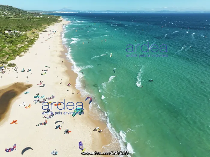: Kite surfers at the Valdevaqueros beach near Tarifa : Kite surfers at the Valdevaqueros beach near Tarifa