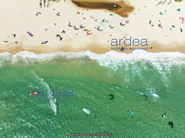 : Kite surfers at the Valdevaqueros beach near Tarifa : Kite surfers at the Valdevaqueros beach near Tarifa