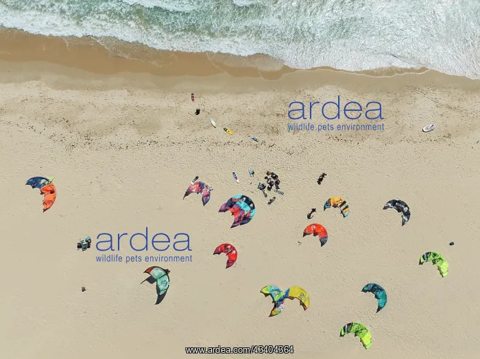 : Kite surfers at the Valdevaqueros beach near Tarifa : Kite surfers at the Valdevaqueros beach near Tarifa