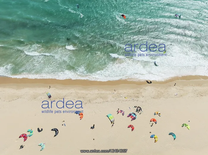 : Kite surfers at the Valdevaqueros beach near Tarifa : Kite surfers at the Valdevaqueros beach near Tarifa