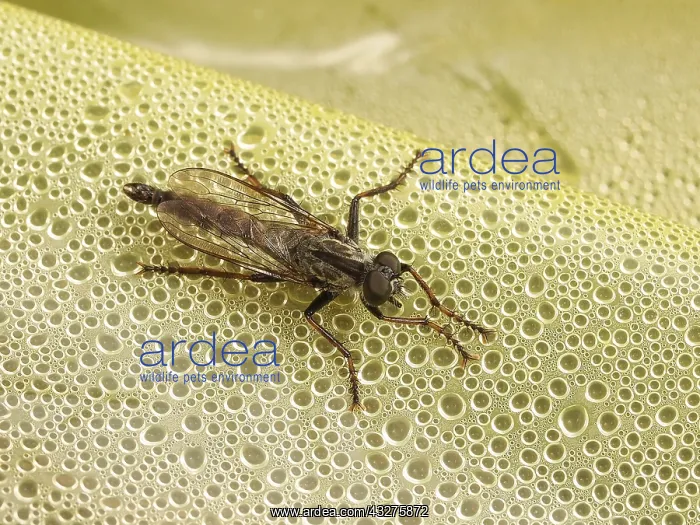 : Kite-tailed Robberfly (Machimus atricapillus) s : Kite-tailed Robberfly (Machimus atricapillus) s