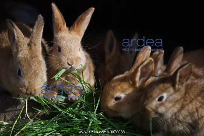 : Kits eating fresh grass Manche : Kits eating fresh grass Manche