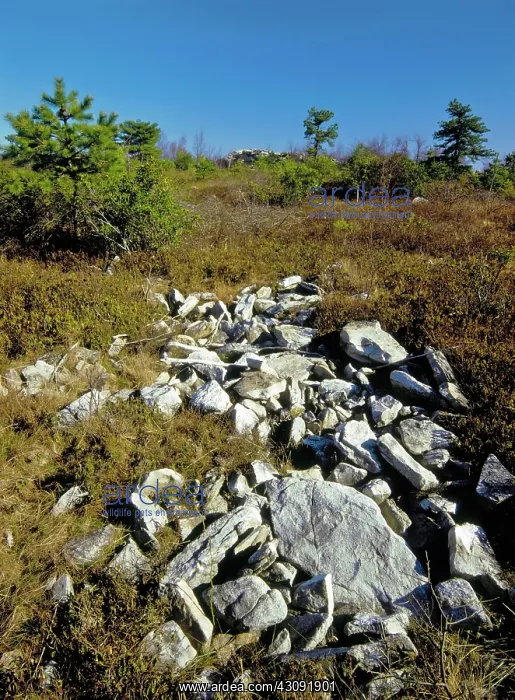 : Kittatinny Ridge : Kittatinny Ridge