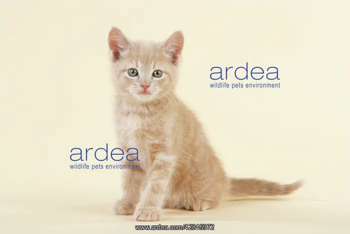 : KITTEN : KITTEN