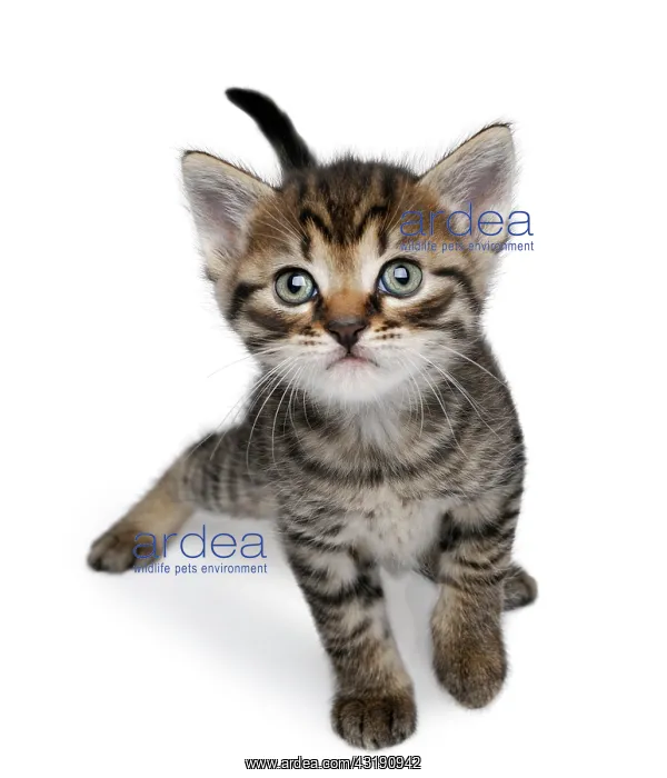 : Kitten : Kitten