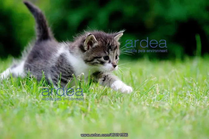 : Kitten : Kitten