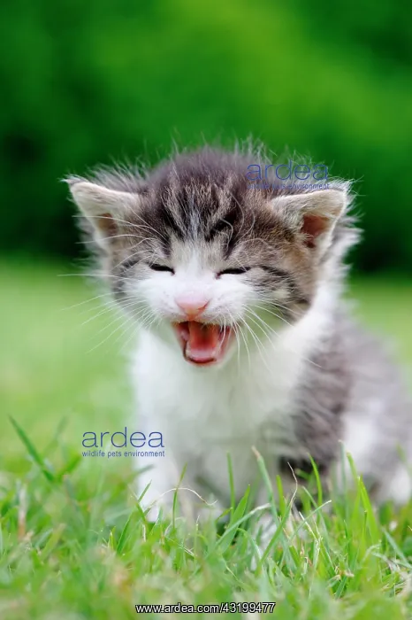 : Kitten : Kitten