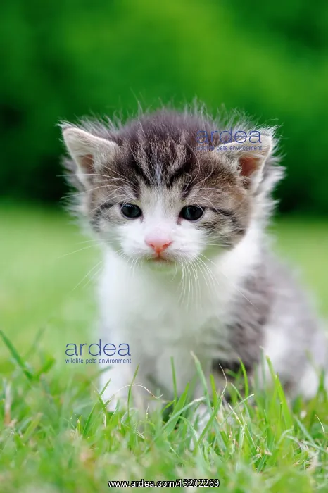 : Kitten : Kitten