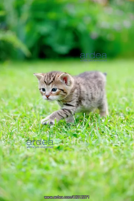 : Kitten : Kitten