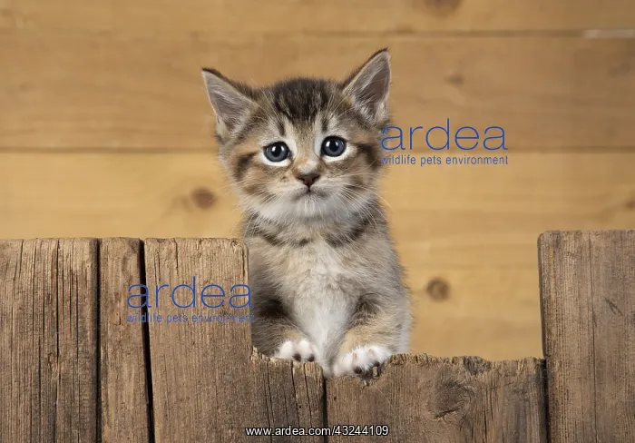  : Kitten