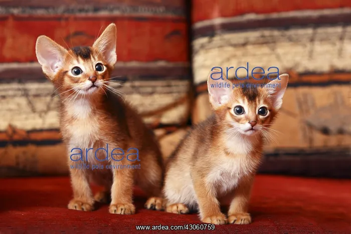 : Two Kitten Abyssinian sitting in the sofa France : Two Kitten Abyssinian sitting in the sofa France
