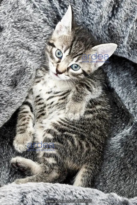 : Kitten in a basket, 5 weeks old : Kitten in a basket, 5 weeks old
