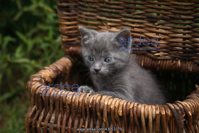 : Kitten in a basket put in a garden : Kitten in a basket put in a garden