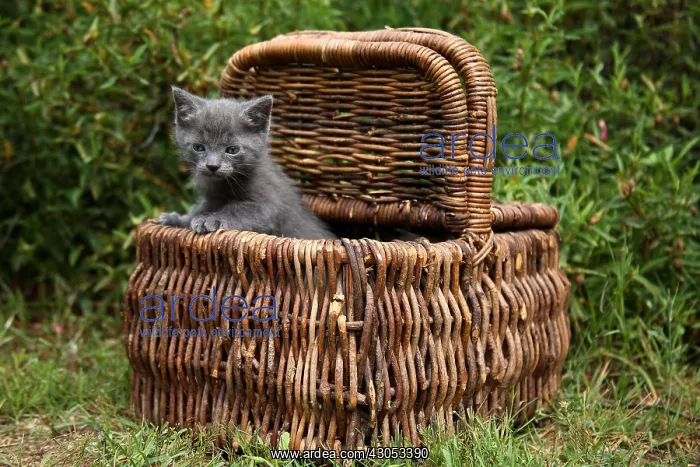 : Kitten in a basket put in a garden : Kitten in a basket put in a garden