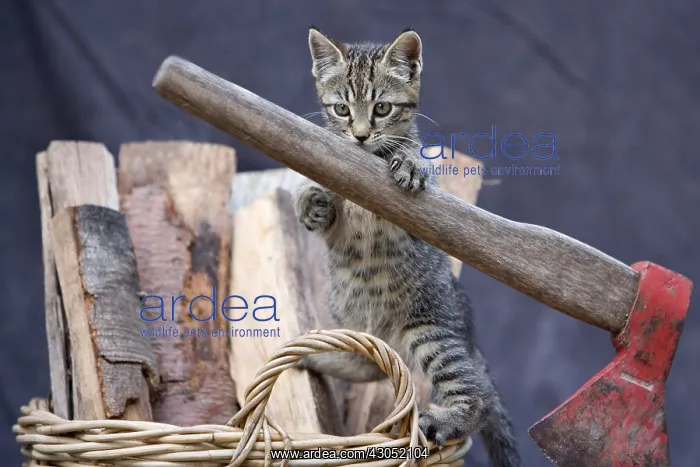 : Kitten on basket and hatchet in Oberbruck Alsace France : Kitten on basket and hatchet in Oberbruck Alsace France