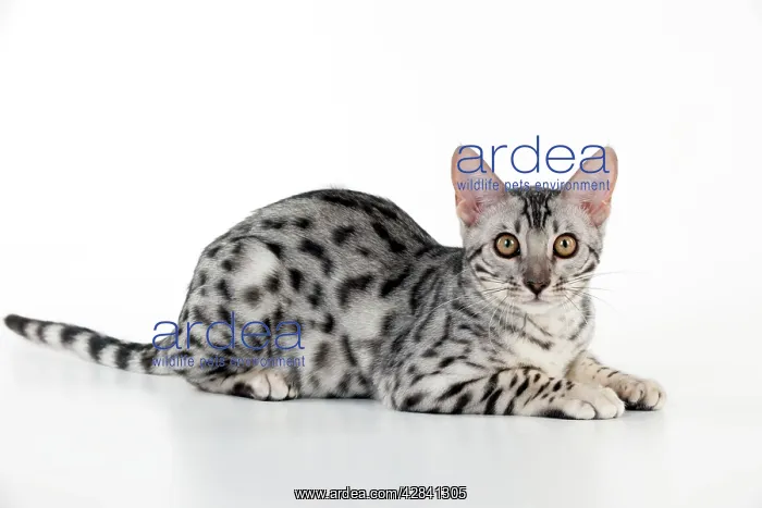 : KITTEN - Bengal kitten 16 weeks : KITTEN - Bengal kitten 16 weeks