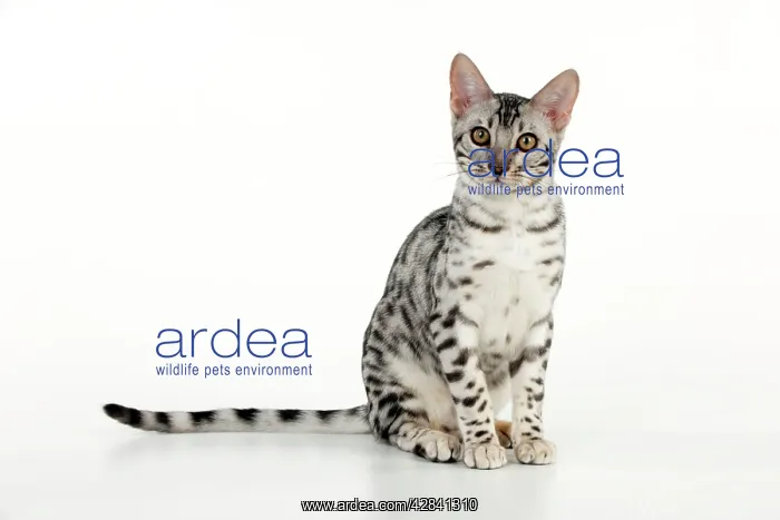 : KITTEN - Bengal kitten 16 weeks : KITTEN - Bengal kitten 16 weeks