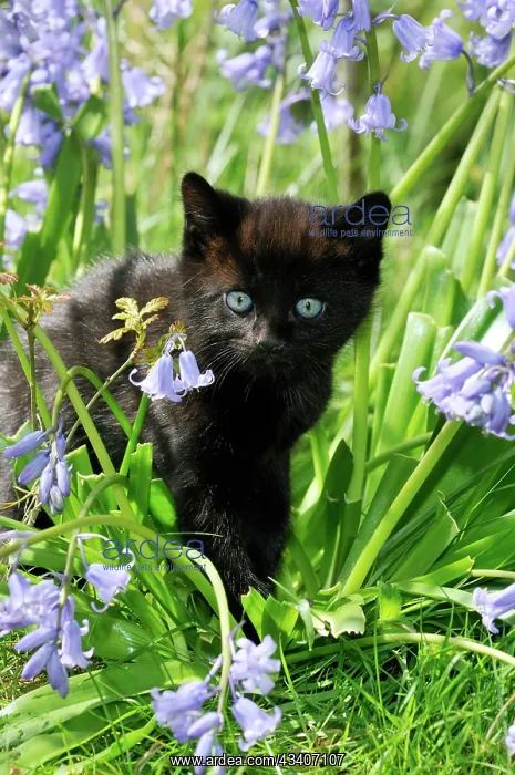 : KITTEN. ( black ) in bluebells : KITTEN. ( black ) in bluebells