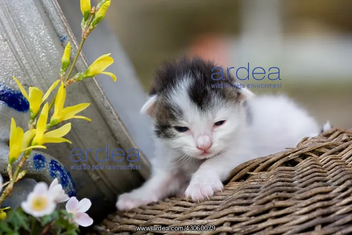  : Kitten black and white wicker basket and flowers France