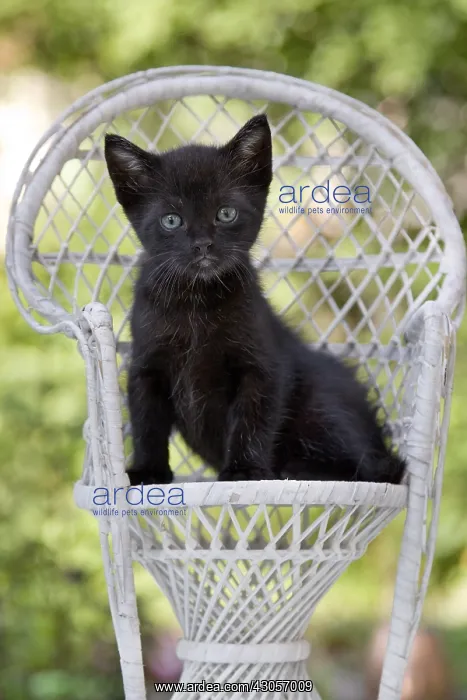 : Kitten black on a white wicker chair in France : Kitten black on a white wicker chair in France